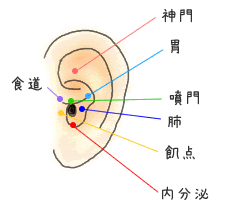 耳ツボダイエットはとっても簡単！耳のつぼを紹介